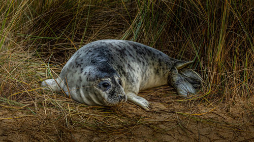 View of an animal sleeping on grass