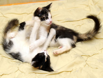 Cat resting on bed