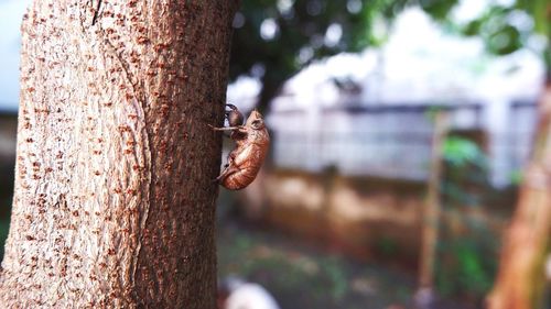 Close-up of insect on tree trunk