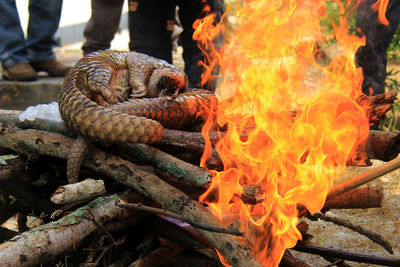 101 smuggled pangolins were secured at the riau natural resources conservation agency.