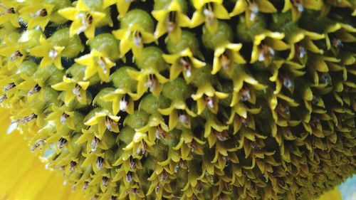 Full frame shot of green plant