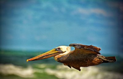 Low flying brown pelican
