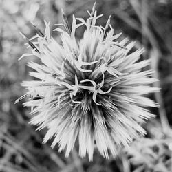 Close-up of flower