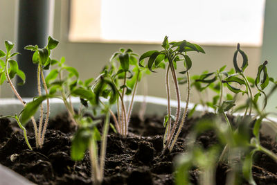 Close-up of seedling growing in pot