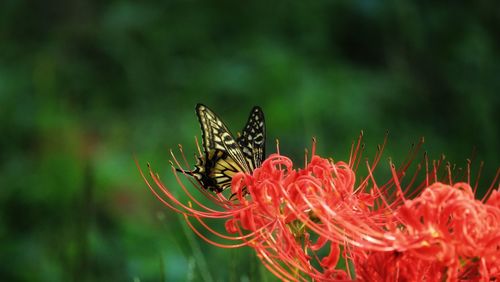 Close-up of butterfly pollinating on flower