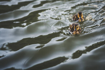 High angle view of duck swimming in lake