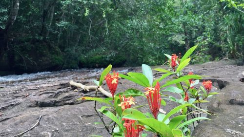 Close-up of flower against trees