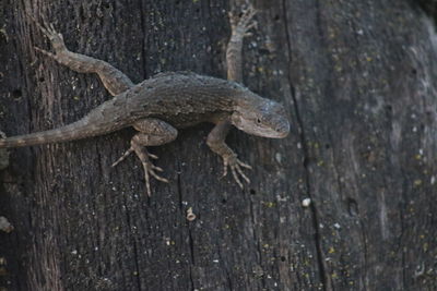 High angle view of lizard on tree trunk