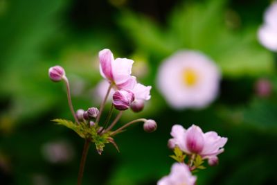 Close-up of pink flowering plant