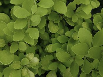 Full frame shot of green leaves