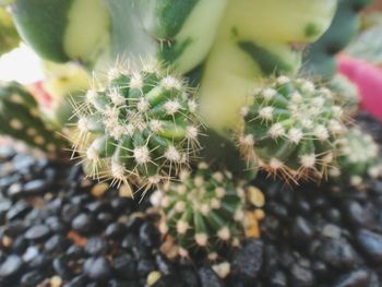 Close-up of prickly pear cactus