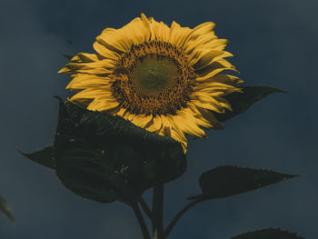 Close-up of sunflower