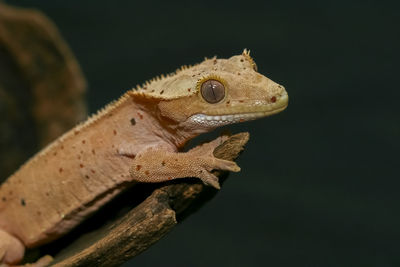 New caledonian crest gecko creeping on dry brown wood.