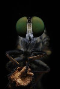 Close-up of robberfly on black background