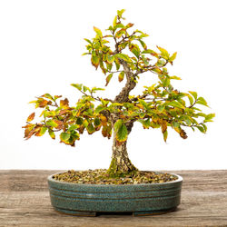 Close-up of small potted plant on table against white background