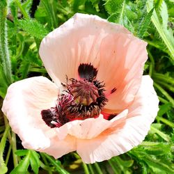 Close-up of insect on flower