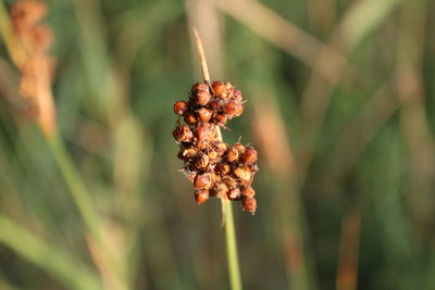 Close-up of berries on plant