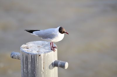 Close-up of seagull perching on wooden post