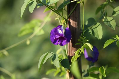 Close-up of purple flowering plant