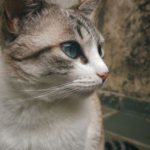 Close-up portrait of cat