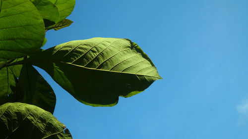 Low angle view of plant against clear blue sky