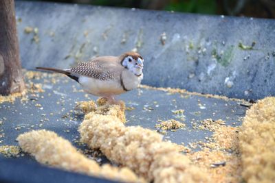 Close-up of bird eating food