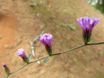 Close-up of purple flowers blooming outdoors