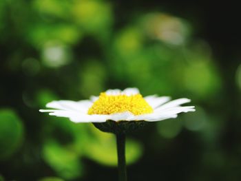 Close-up of white flowering plant