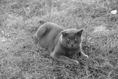 Portrait of cat on field