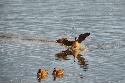 Ducks swimming on lake