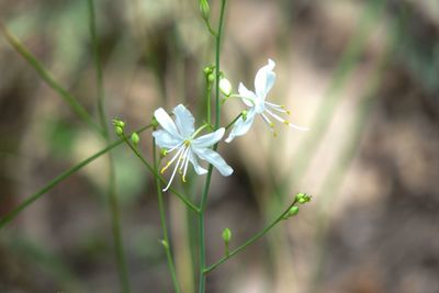 Close-up of white flowering plant