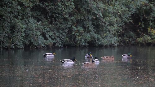 Ducks swimming in lake