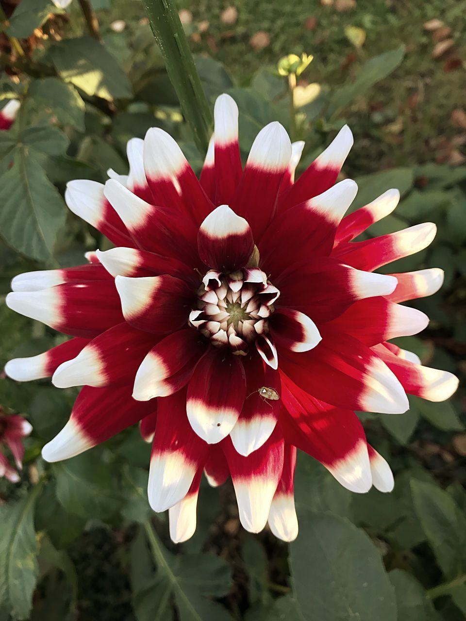 CLOSE-UP OF RED AND WHITE FLOWER