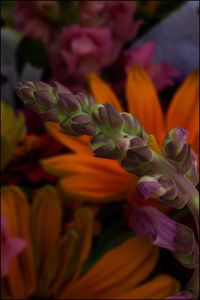 Close-up of purple flowers blooming outdoors