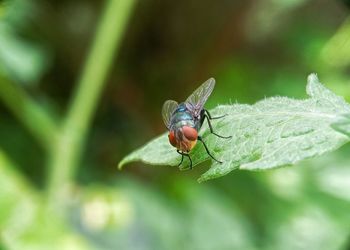 Close-up of insect on leaf