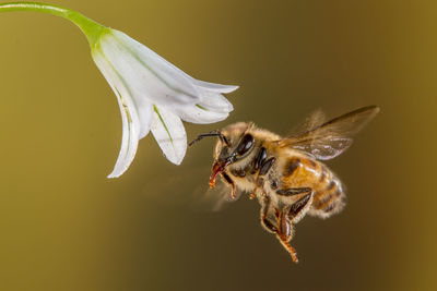 Close-up of bee pollinating on flower