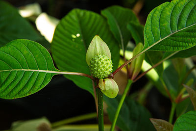 Close-up of green plant on leaf