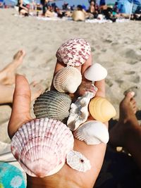 Cropped hand holding seashells at beach