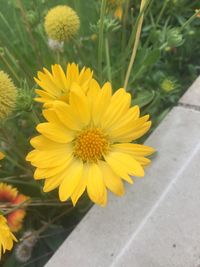 High angle view of yellow flowering plant