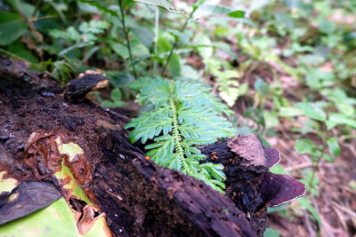 Close-up of plant growing on tree trunk