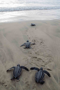 High angle view of leatherback turtles at beach