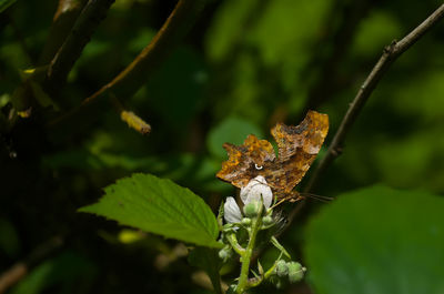 Close-up of butterfly on flower