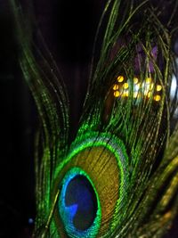 Close-up of peacock