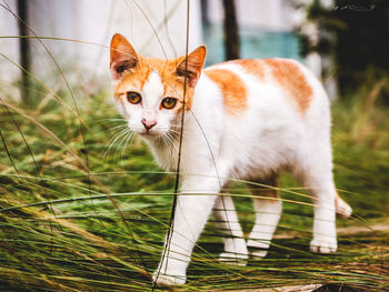 Close-up portrait of a cat