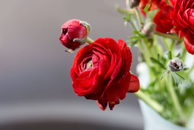 Close-up of red rose