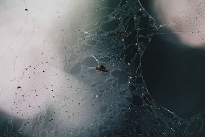 Close-up of spider on web