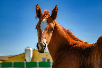 Horse standing in ranch against sky