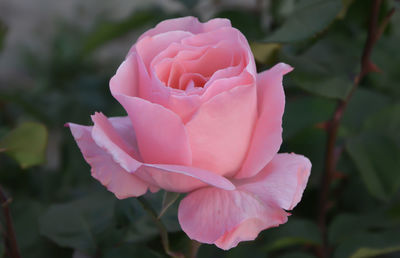 Close-up of pink rose blooming outdoors