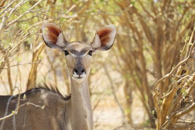 Portrait of giraffe outdoors