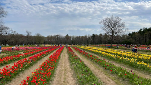 Panoramic view of flowering plants on field against sky